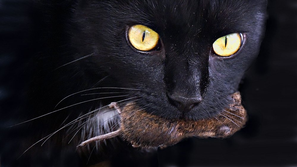 Der Kater läßt das Mausen nicht ...