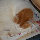 der Kater liest den Harz Kurier