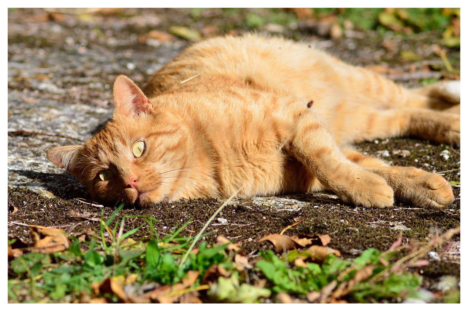 Der Kater mit dem irren Blick