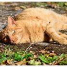 Der Kater mit dem irren Blick