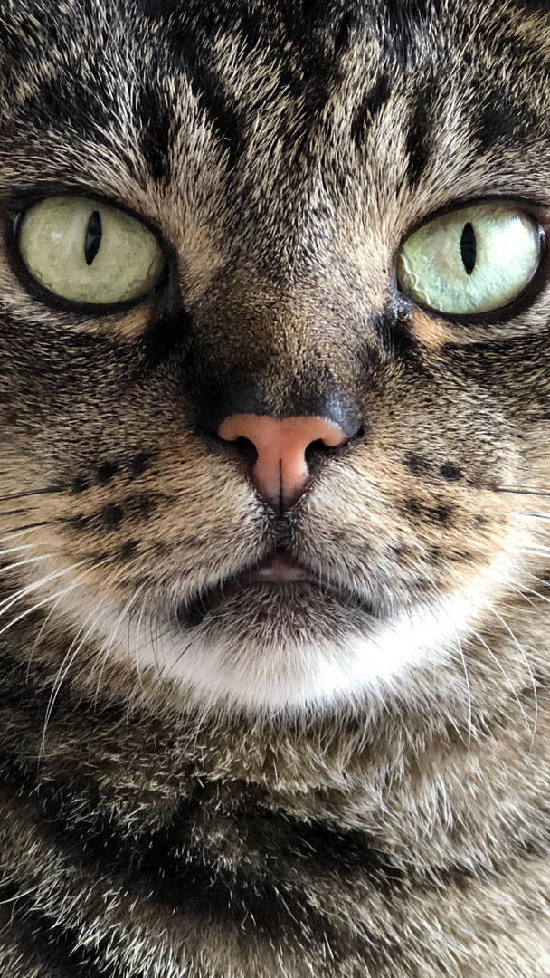 Der Kater mit dem scharfen Blick 