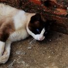 der Kater mit den schönsten blaunen Augen