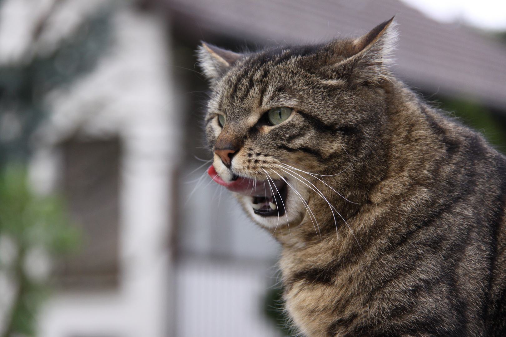 Der Kater Sladi- In Memorium