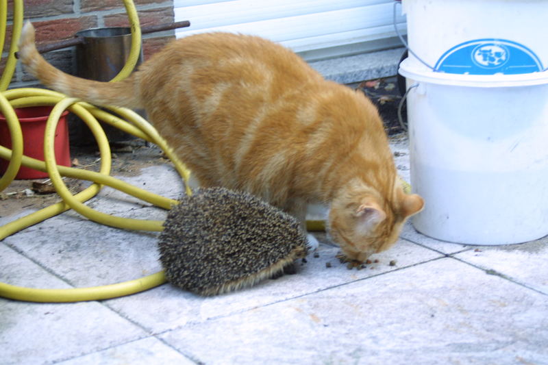 Der Kater und der Igel ...