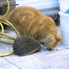 Der Kater und der Igel ...