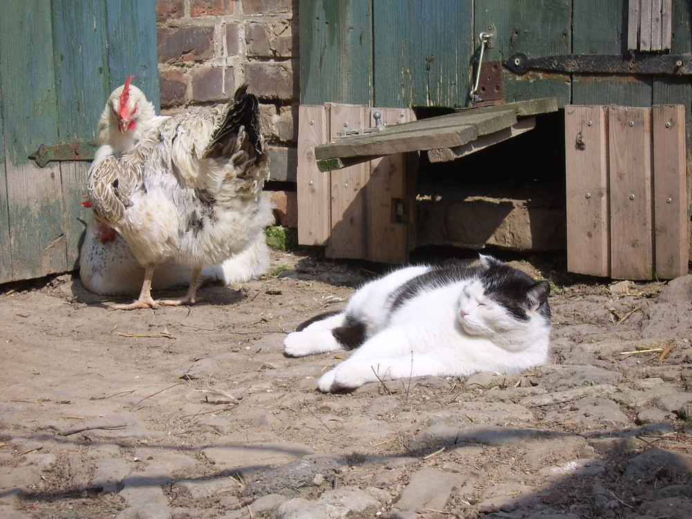 Der Kater und seine Freunde