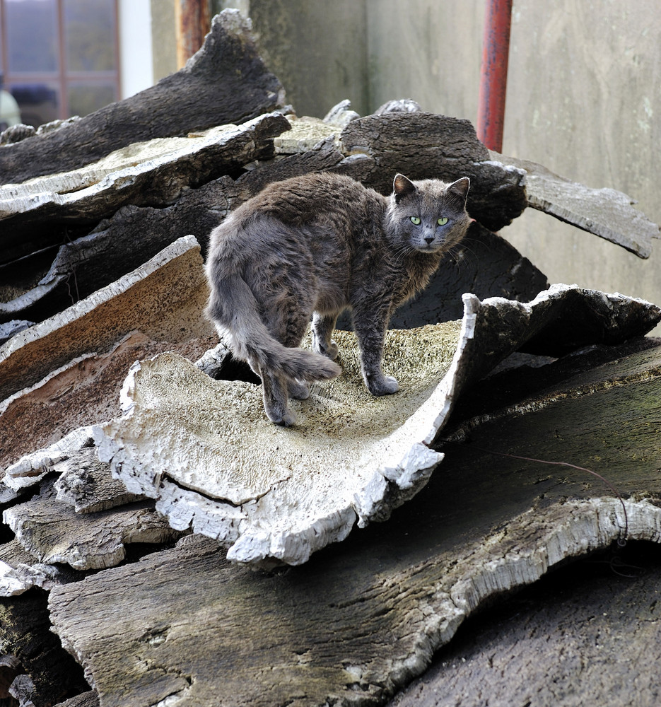 Der Kater wärmt sich auf der Korkernte