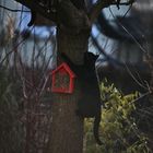 Der Kater Zulu auf dem Baum