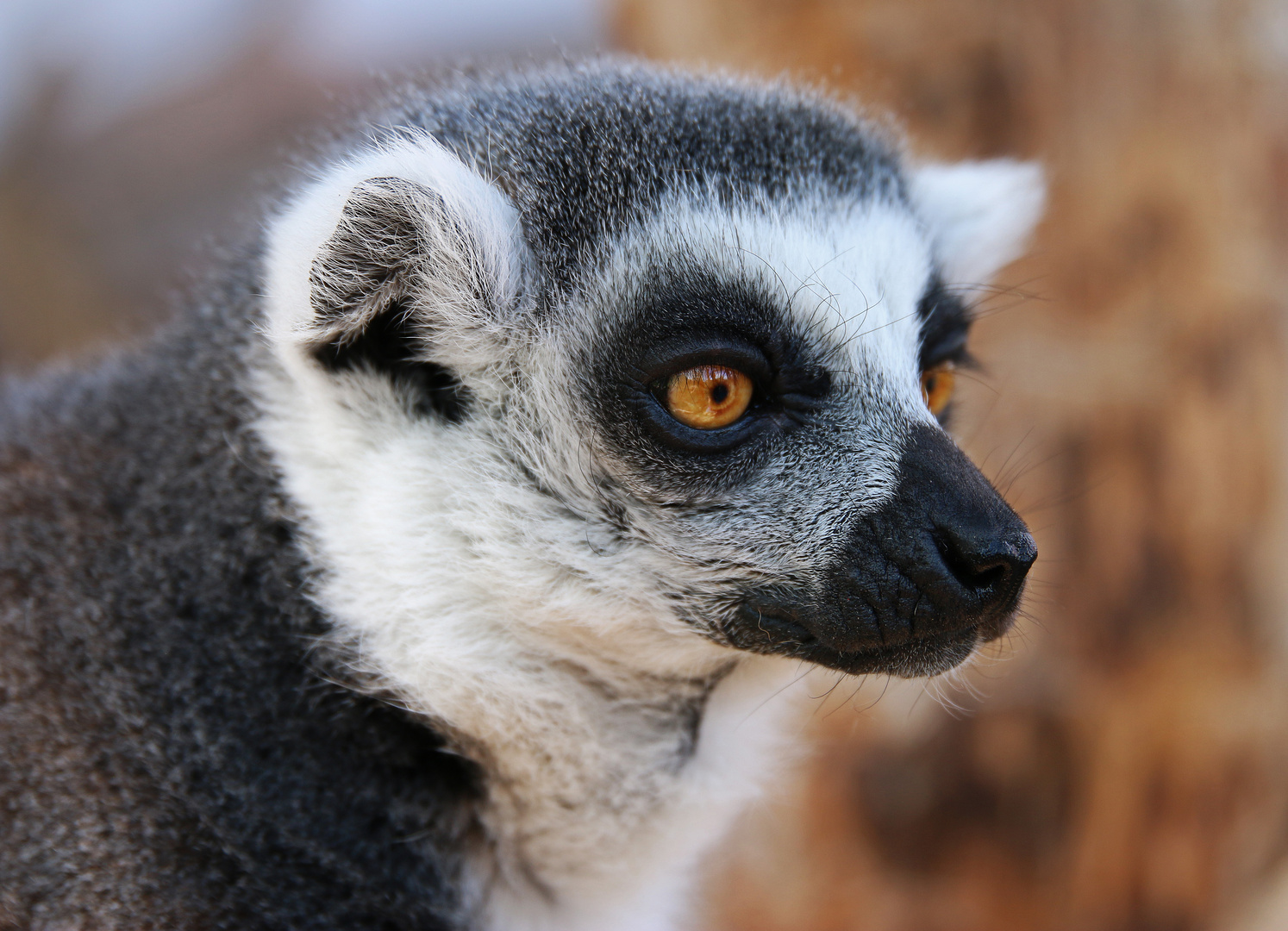 Der Katta (Lemur catta) 