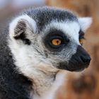 Der Katta (Lemur catta) 