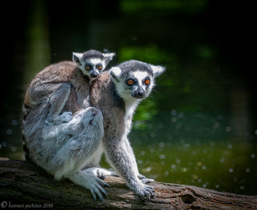 Der Katta (Lemur catta) ist eine Primatenart aus der Gruppe der Lemuren (Lemuriformes).