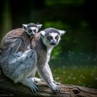 Der Katta (Lemur catta) ist eine Primatenart aus der Gruppe der Lemuren (Lemuriformes).