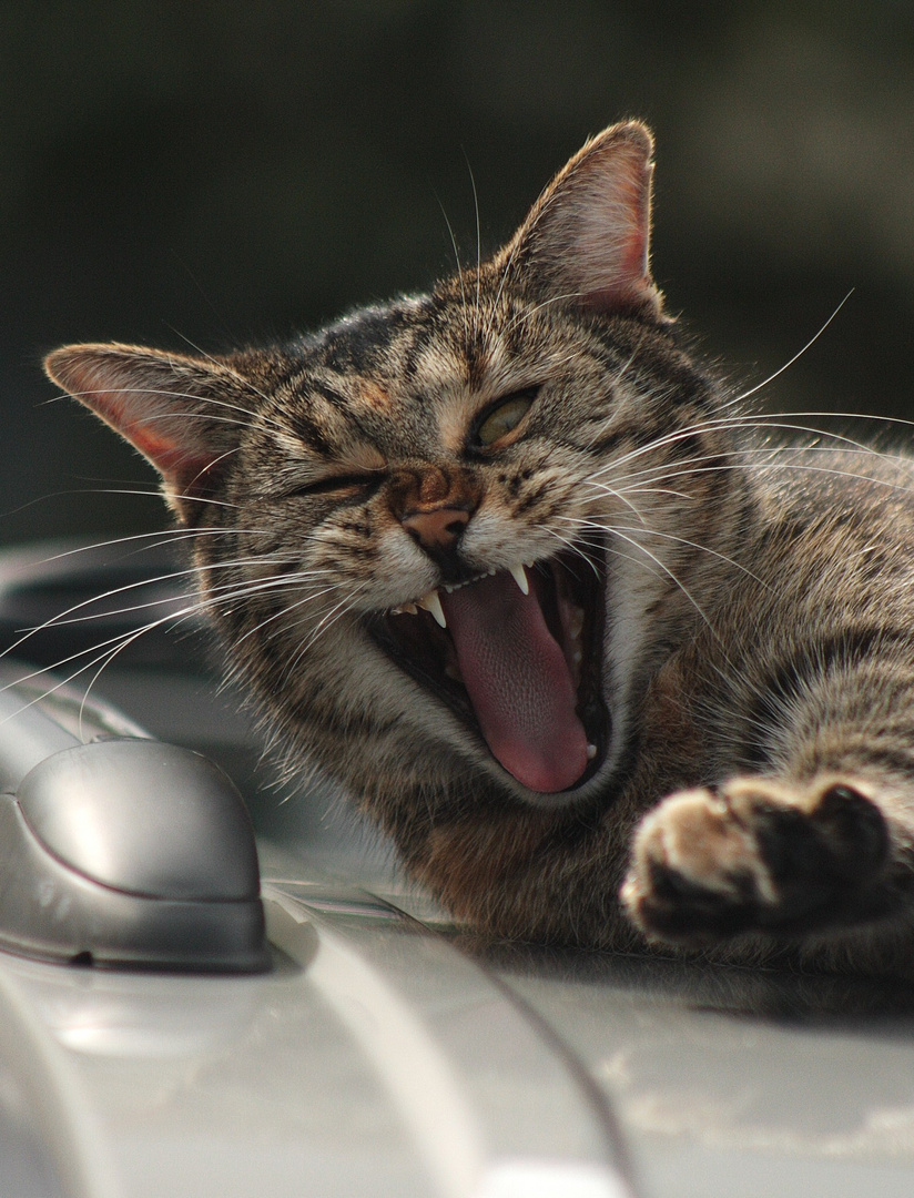 Der Katze gehts wohl sehr gut :)