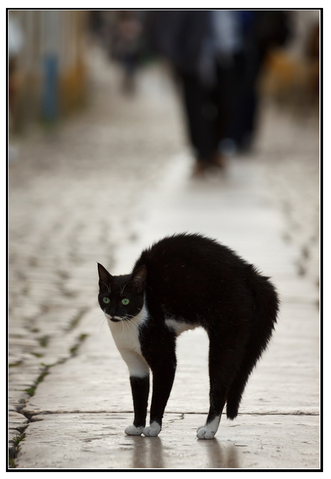 der Katzen-Buckel