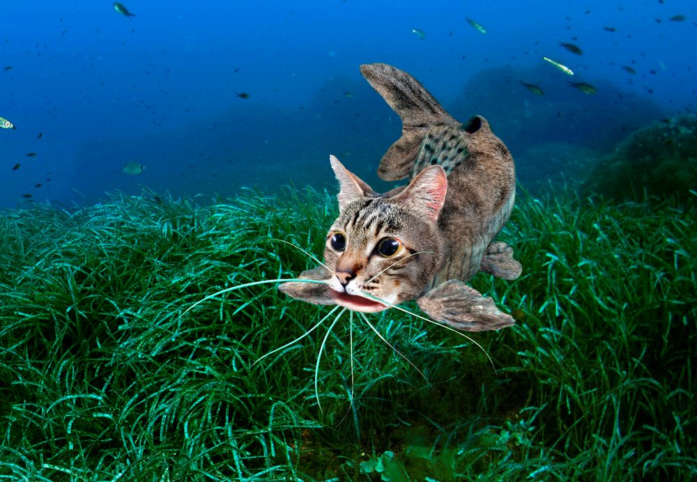 Der Katzenfisch Foto & Bild tiere, wildlife, fische Bilder auf