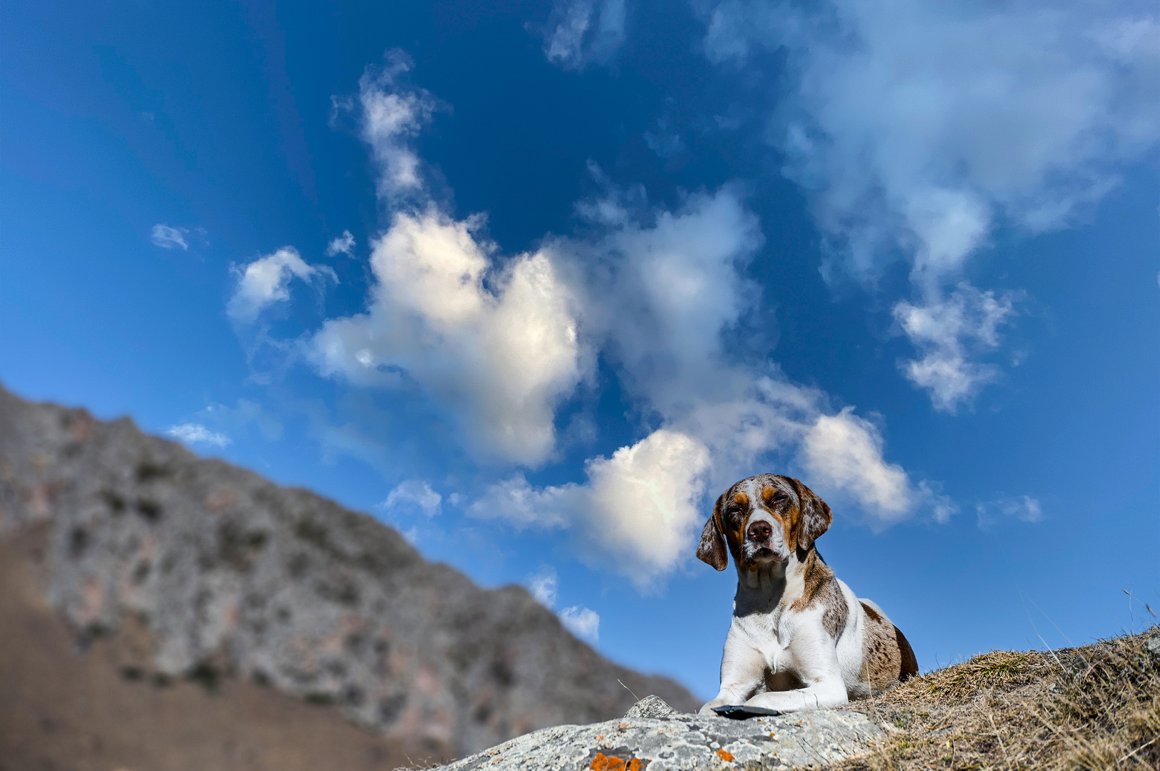 Der kaukasische Himmelhund 01