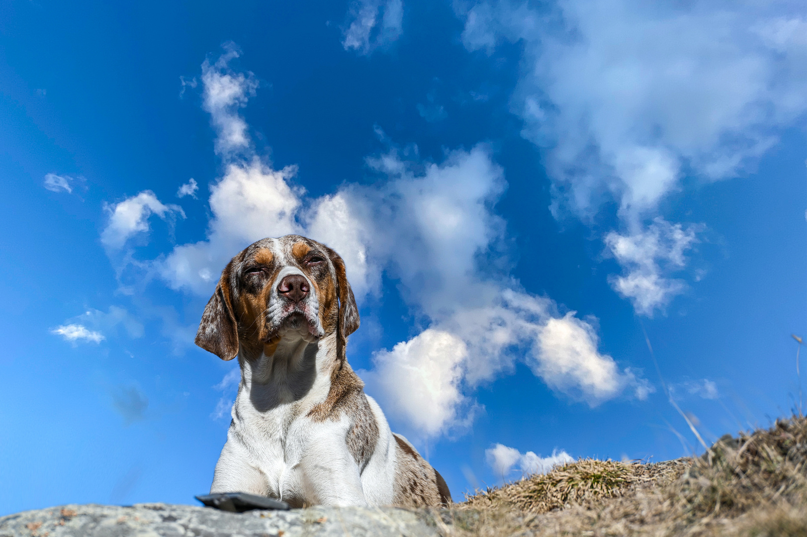 Der kaukasische Himmelhund 02