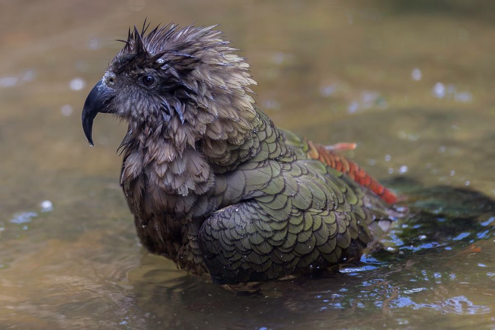 Der Kea Foto & Bild sommer, natur, tiere Bilder auf