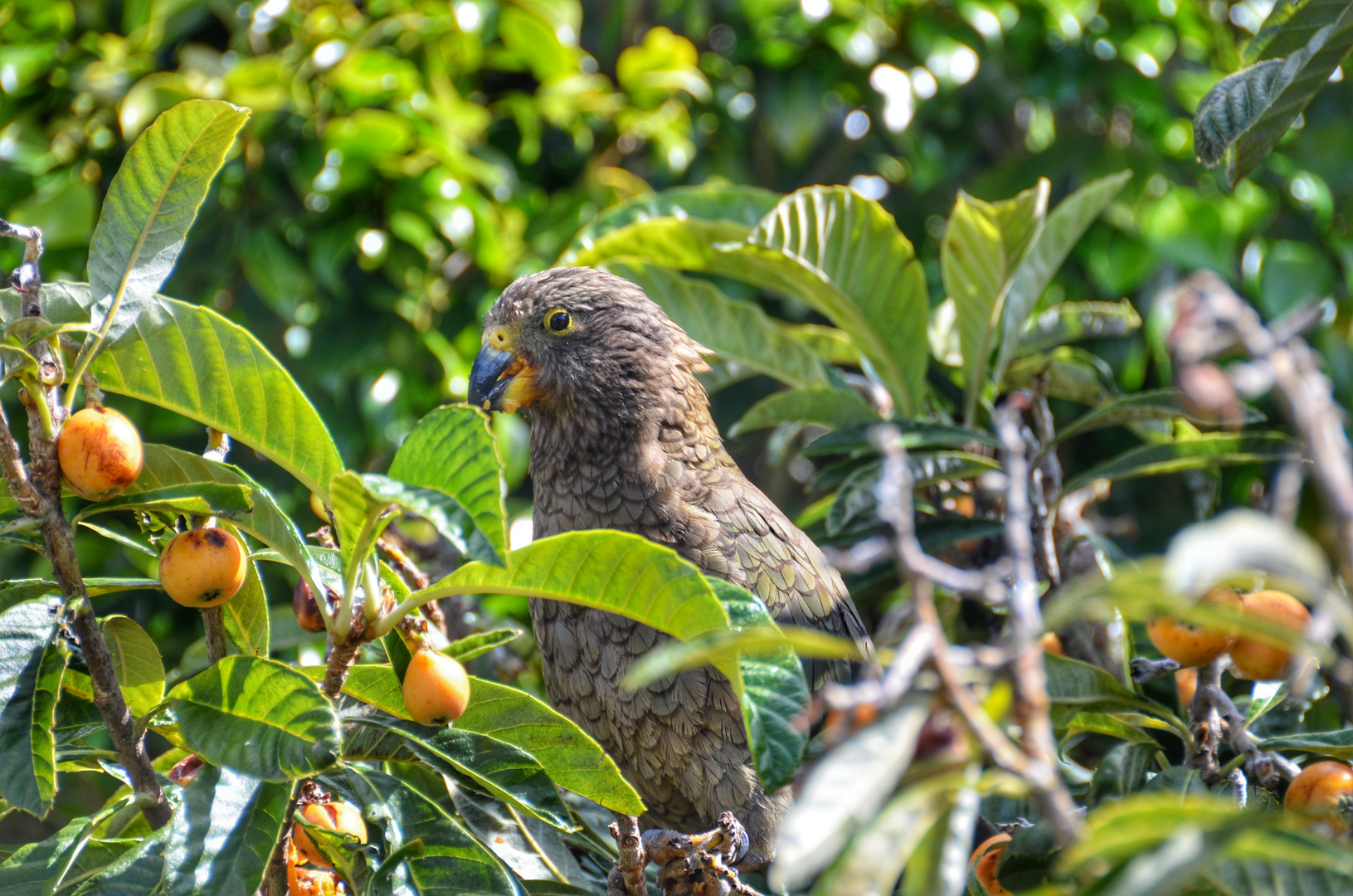Der Kea - sie schauen so unschuldig aus Foto & Bild ...
