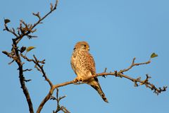 Der kecke Blick...Turmfalken - Weibchen