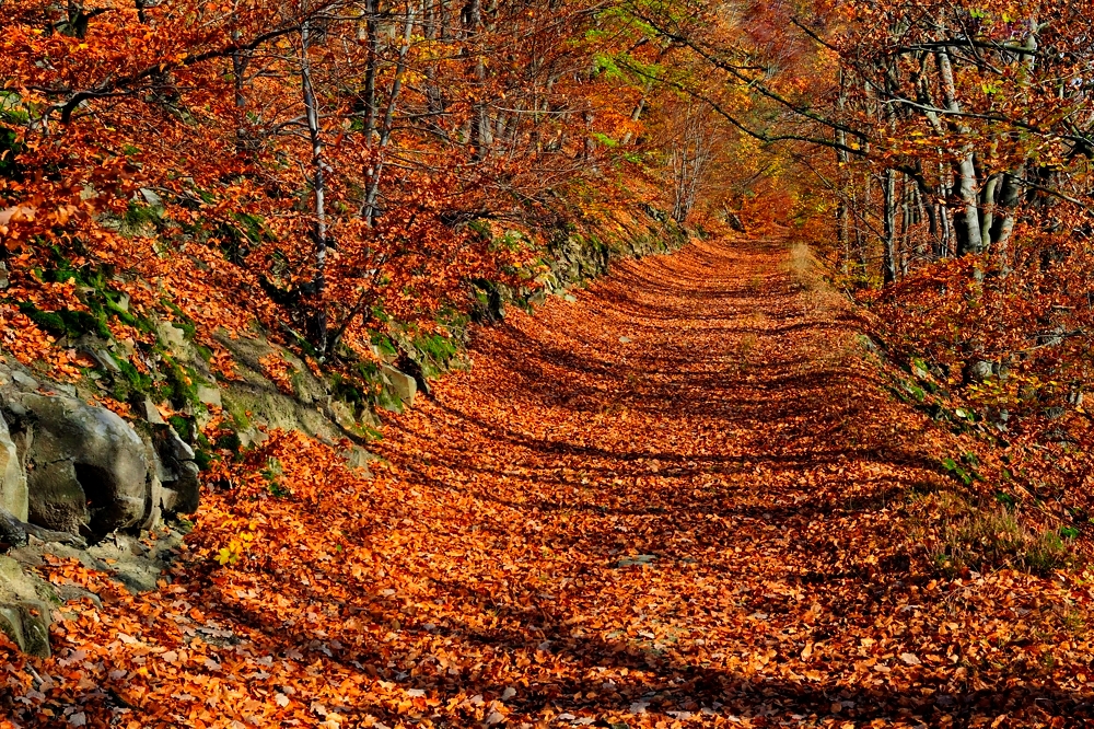 Der Kellerwald glüht.....