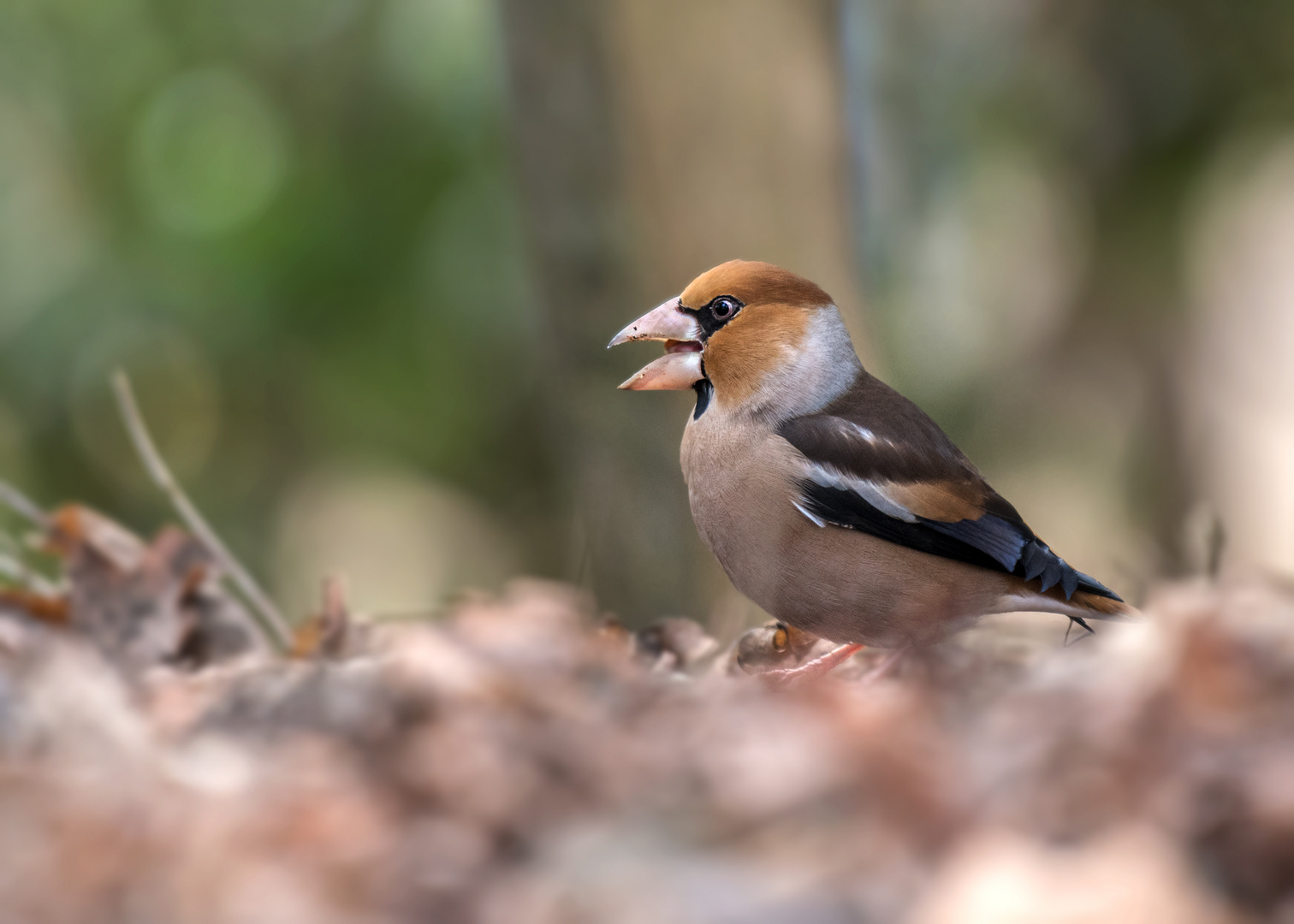 Der Kernbeißer (Coccothraustes coccothraustes)