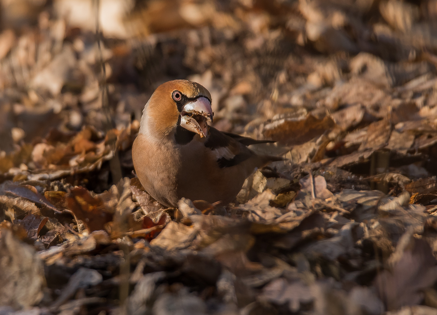 Der Kernbeißer (Coccothraustes coccothraustes)