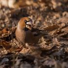 Der Kernbeißer (Coccothraustes coccothraustes)