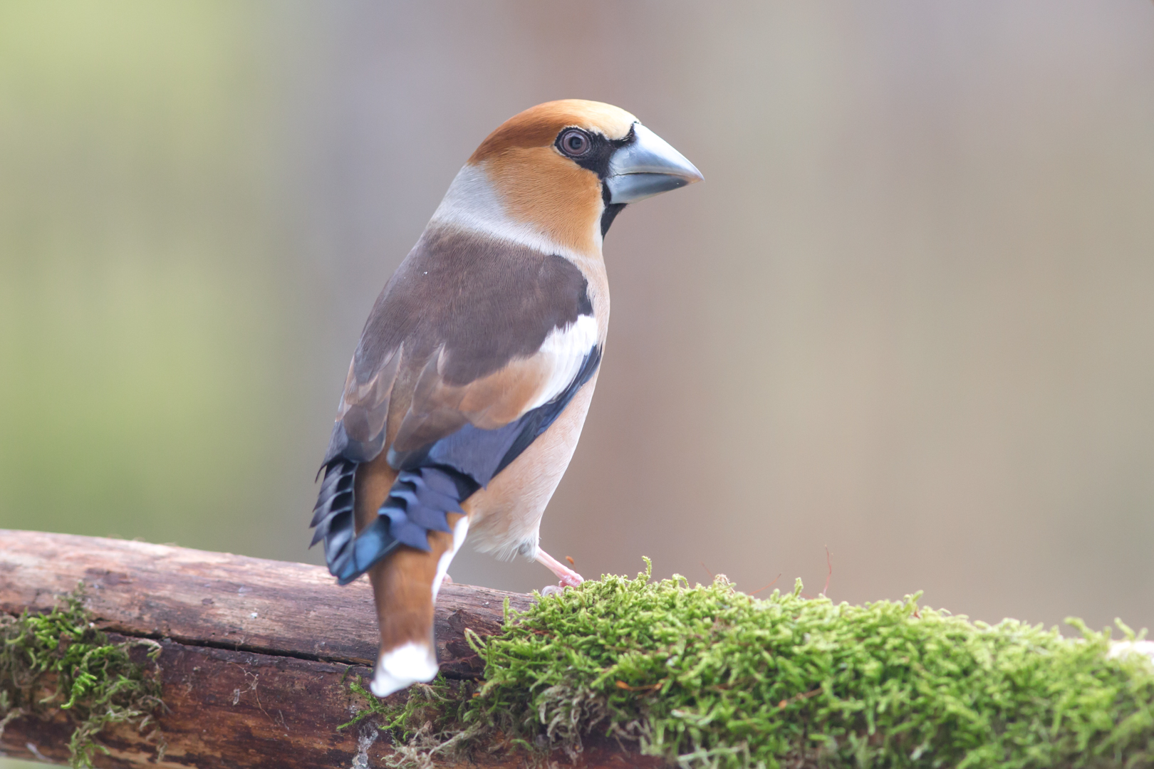 Der Kernbeißer (Coccothraustes coccothraustes) ist die größte in Europa heimische Art der Finken 