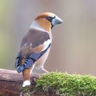 Der Kernbeißer (Coccothraustes coccothraustes) ist die größte in Europa heimische Art der Finken 