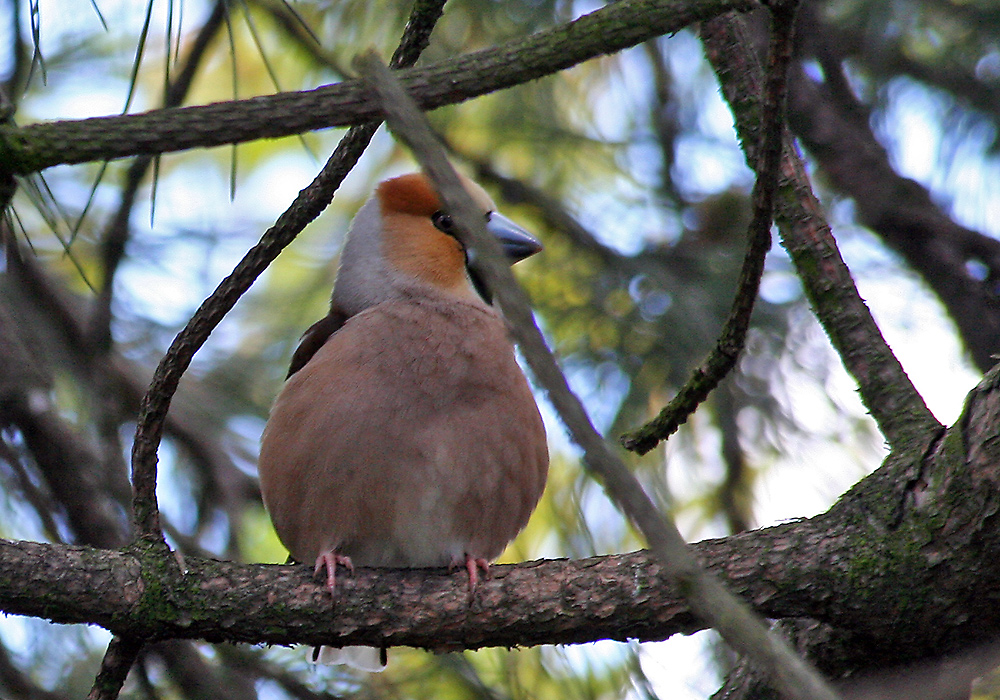 Der Kernbeißer  ( Coccothraustes coccothraustes) zum ersten mal als Gast im Garten