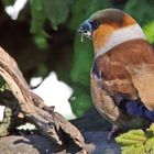 Der Kernbeisser ist ein immer gern gesehener Gast im Garten...