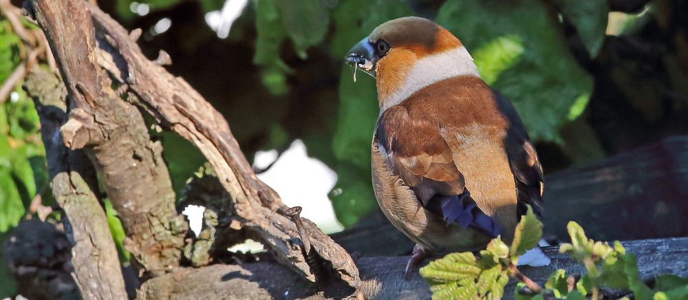 Der Kernbeisser ist ein immer gern gesehener Gast im Garten...