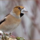 ... Der Kernbeißer... Männchen (Coccothraustes coccothraustes)