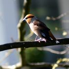 Der Kernbeisser vor meinem Fenster