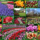 *Der Keukenhof in Holland*