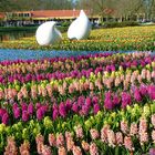 Der Keukenhof in Holland - am 21. 4. 2013 -