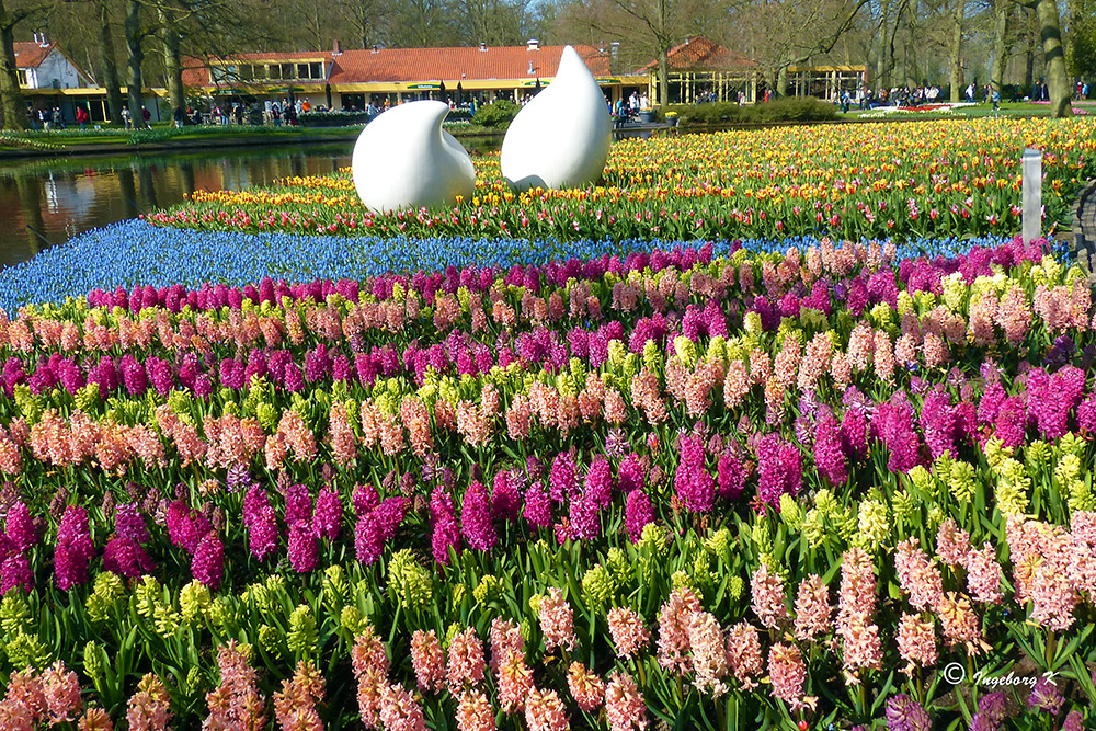 Der Keukenhof in Holland - am 21. 4. 2013 -