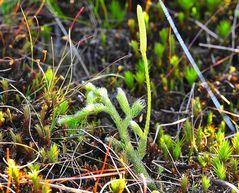 Der Keulen- Bärlapp (Lycopodium clavatum)