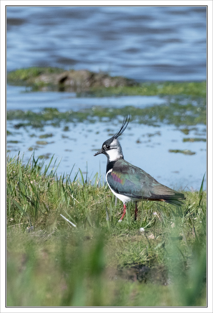 Der Kibitz auf Texel