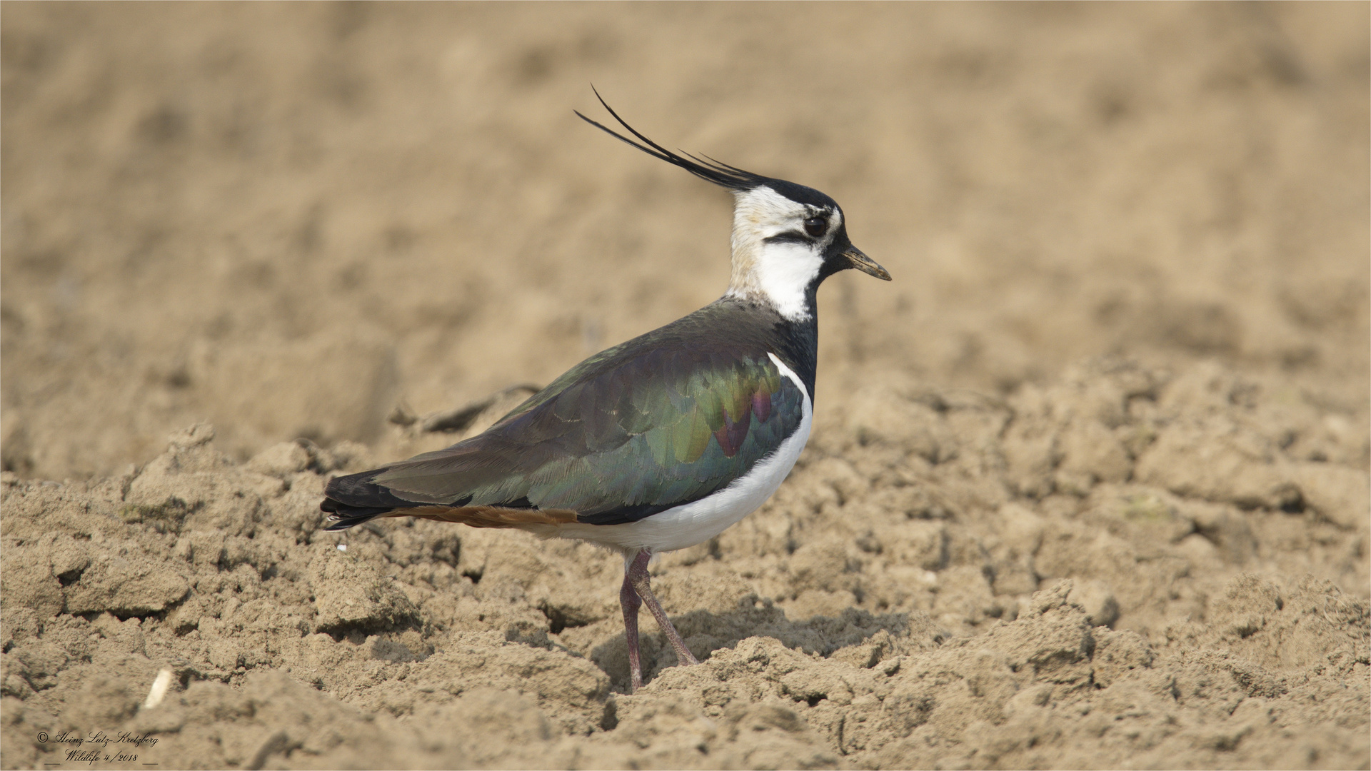 Der Kibitz ( Vanellus vanellus )