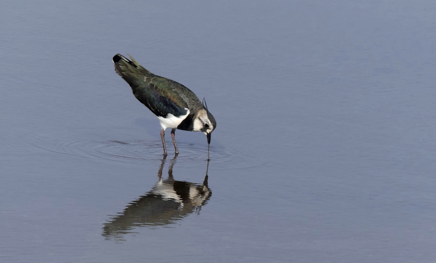 der Kiebitz (Vanellus vanellus)... 