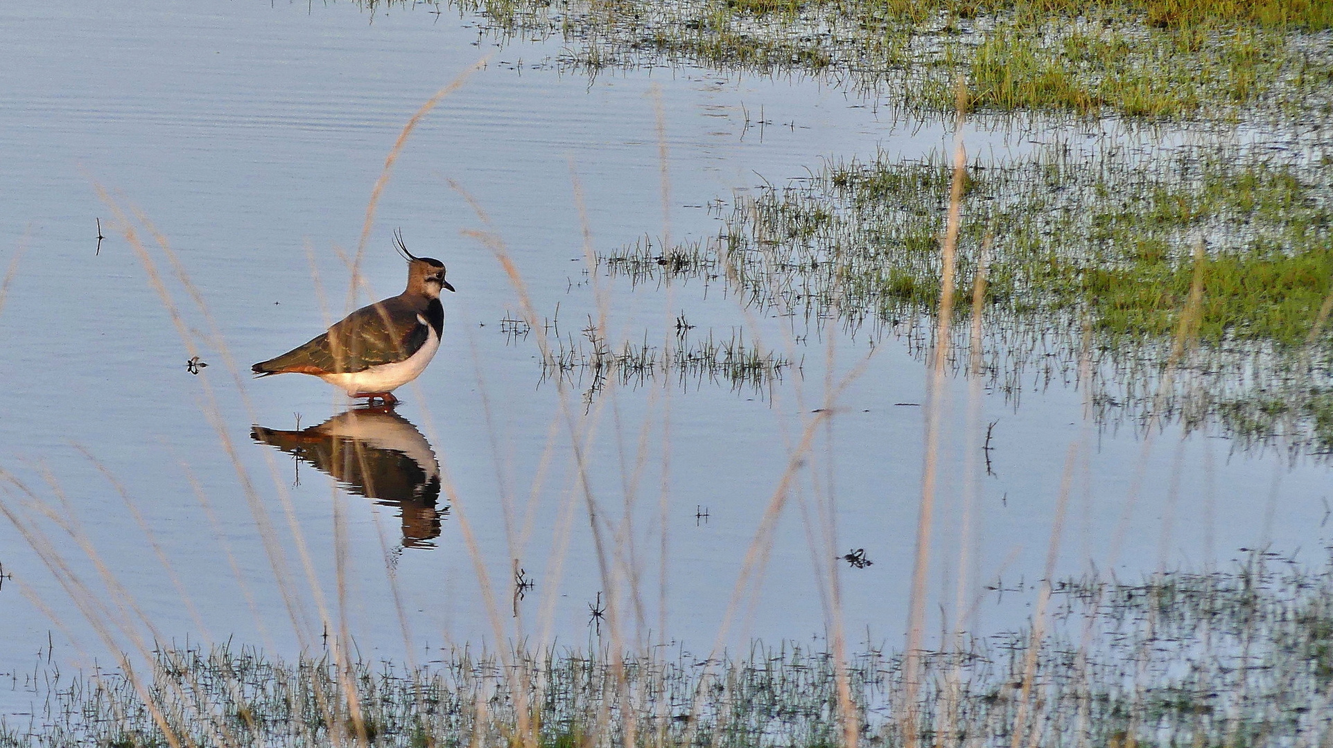 der Kiebitz (Vanellus vanellus)