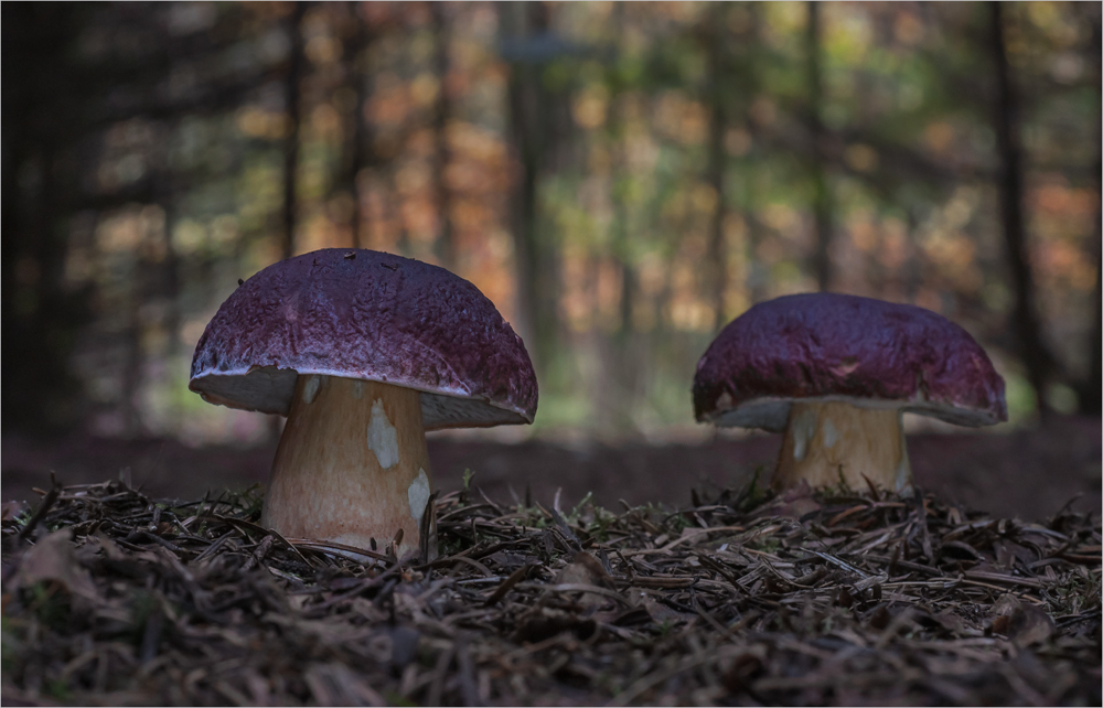 Der Kiefern oder Rothütige Steinpilz /(Boletus pinophilus) Foto & Bild pflanzen, pilze