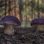 Der Kiefern- oder Rothütige Steinpilz /(Boletus pinophilus)