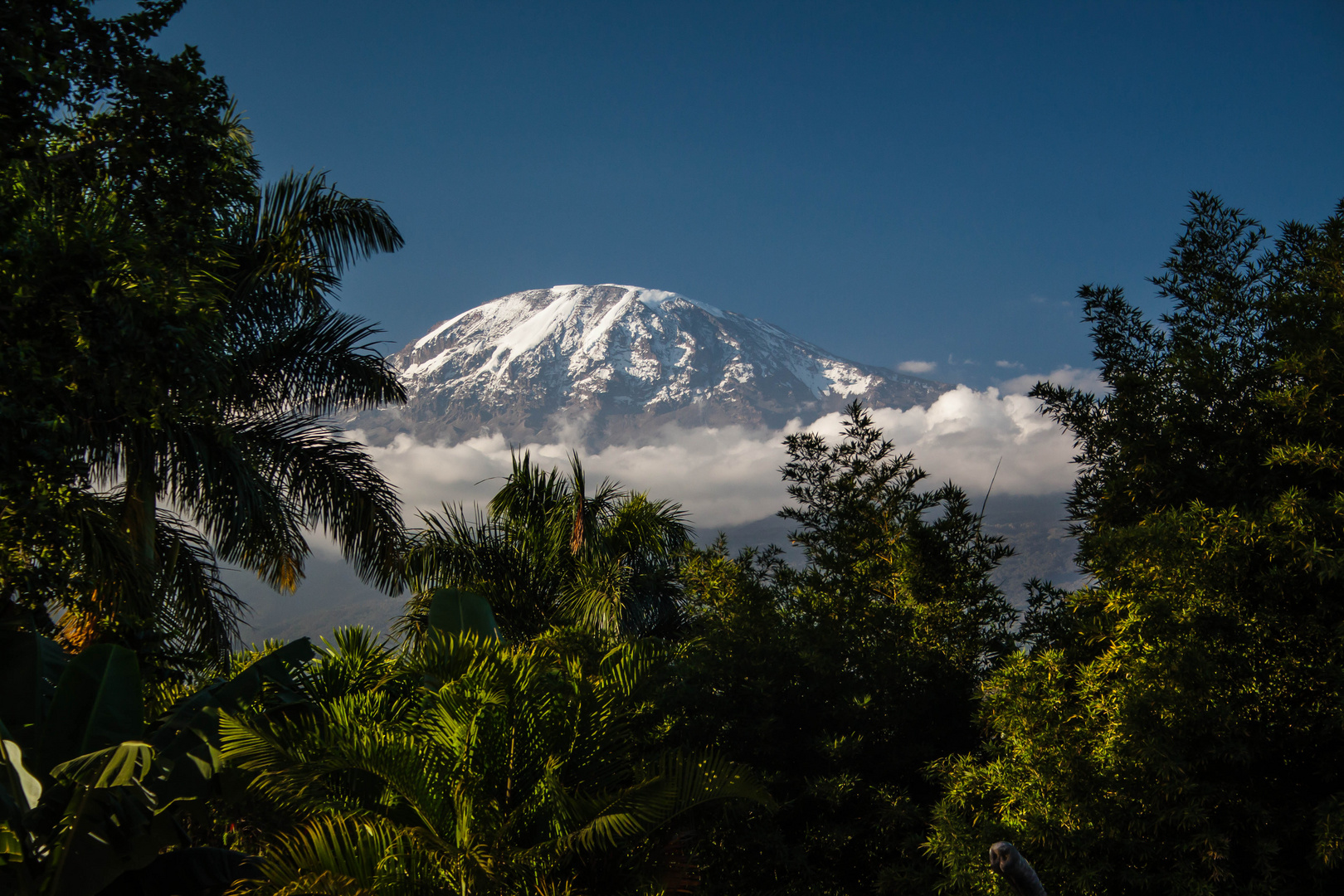 Der Kilimanjaro von seiner schönsten Seite