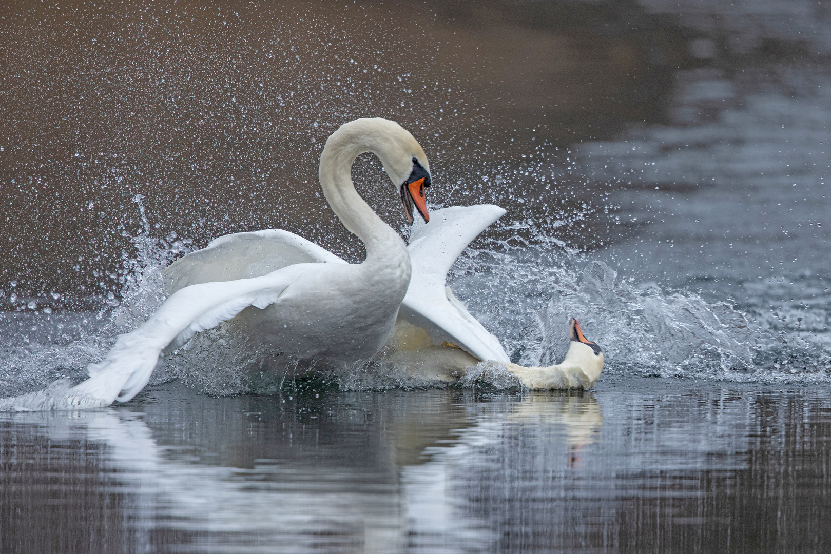 Der Killerschwan