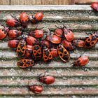 Der Kindergarten....die Kindergärtnerinnen erkennt man an den ausgeprägten Zeichen auf den Kleidern.