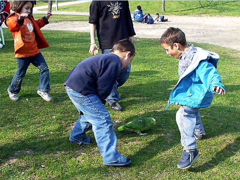 Der Kinderpapagei