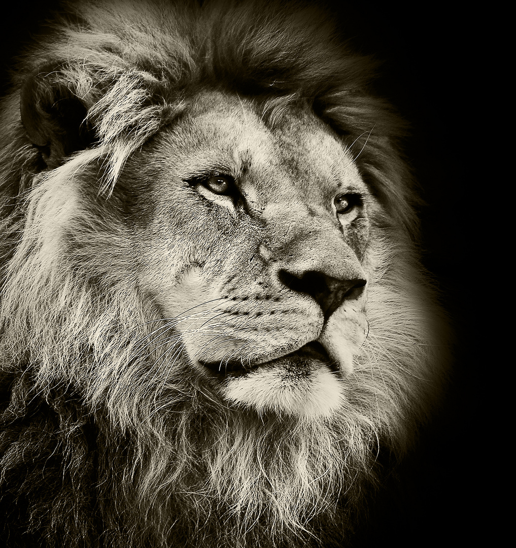 Der King Foto Bild Tiere Stolz Lowe Bilder Auf Fotocommunity